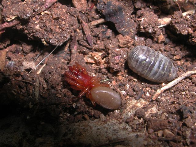 Dysdera sp.